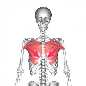 大奶   人体 ANATOMY-YOGAリアル解剖学教室 | » 大胸筋（だいきょうきん）の ...