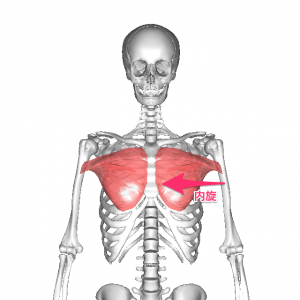 大胸筋胸肋部内旋