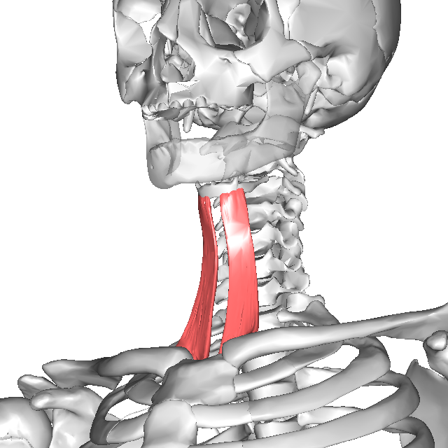 胸骨舌骨筋の働き Therapist Circle